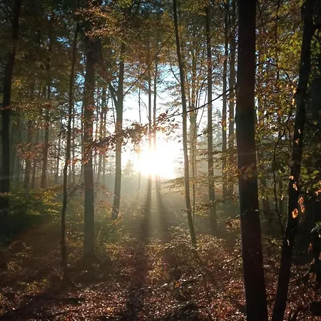 Biale Brzozy Villa *