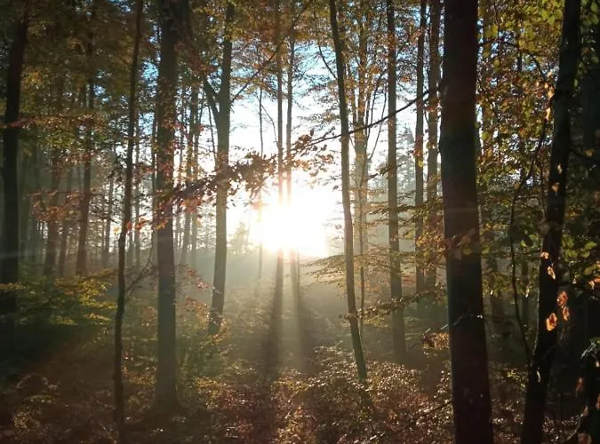 Białe Brzozy Willa *